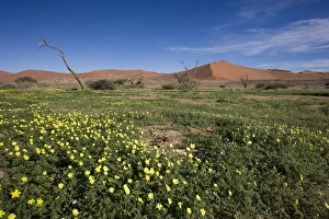 Images Dated 14th March 2008: Sand dunes, Sossusvlei, Namib Desert, Namib Naukluft Park, Namibia, Africa