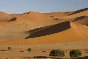 Images Dated 16th March 2008: Sand dunes, Sossusvlei, Namib Naukluft Park, Namib Desert, Namibia, Africa