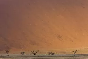 Images Dated 15th March 2008: Sand dunes, Sossusvlei, Namib Naukluft Park, Namib Desert, Namibia, Africa