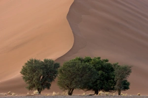 Images Dated 14th March 2008: Sand dunes, Sossusvlei, Namib Naukluft Park, Namib Desert, Namibia, Africa