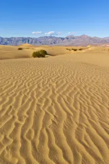 Sand ripples, mesquite bushes in the Mesquite Flats sand dunes, Grapevine Mountains of the Amargosa range behind, Stovepipe Wells, Death Valley National Park, California, United States of America