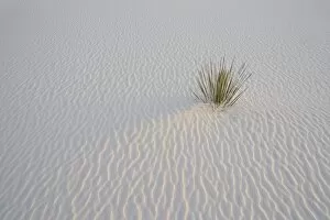 Sand ripples and yucca in last light, White Sands National Monument, New Mexico