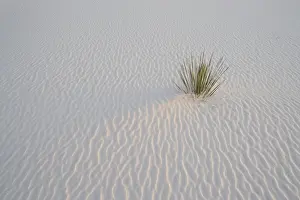 Ripple Prints: Sand ripples and yucca in last light, White Sands National Monument, New Mexico