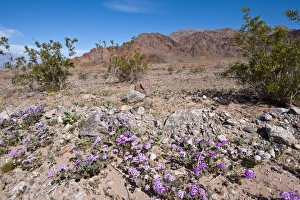 Flowers Prints: Sand verbena (Abronia villosa), Death Valley National Park, California