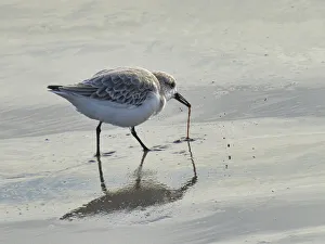 County Clare Prints: Sanderling (Calidris alba), County Clare, Munster, Republic of Ireland, Europe