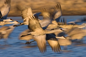 Sandhill Crane