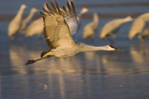 Sandhill crane (Grus canadensis)