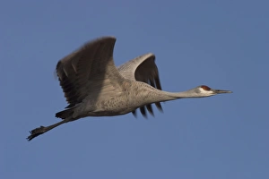 Cranes Prints: Sandhill crane (Grus canadensis)