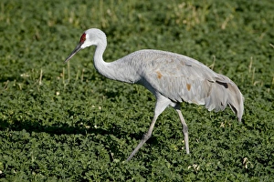 Images Dated 4th November 2008: Sandhill Crane (Grus canadensis), Bosque Del Apache National Wildlife Refuge
