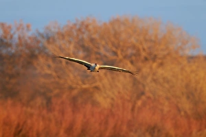 Two sandhill crane (Grus canadensis) in flight, Bosque del Apache National Wildlife Refuge