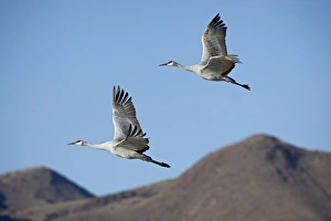 Two Birds Prints: Two sandhill crane (Grus canadensis) in flight