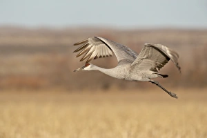 Sandhill crane (Grus canadensis) in flight, Bosque Del Apache National Wildlife Refuge