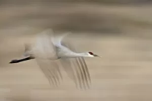 Images Dated 14th December 2009: Sandhill crane (Grus canadensis) in flight, Bosque Del Apache National Wildlife Refuge