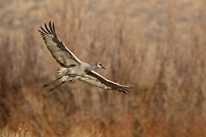Images Dated 17th December 2009: Sandhill Crane (Grus canadensis) just about to land, Bernardo Wildlife Area, Ladd S