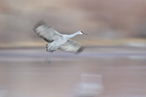 Wildlife Reserve Prints: Sandhill crane (Grus canadensis) landing