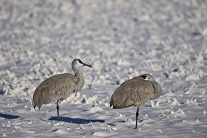 Crane Prints: Two sandhill crane (Grus Canadensis) in the snow