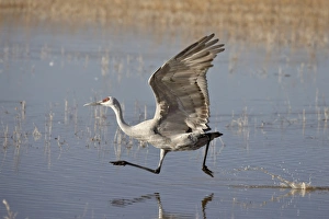 Sandhill crane (Grus canadensis) taking off, Bosque Del Apache National Wildlife Refuge
