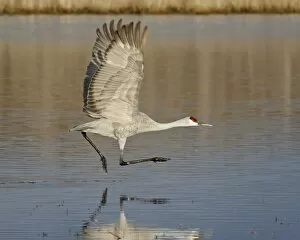 Images Dated 14th December 2009: Sandhill crane (Grus canadensis) taking off from a pond, Bosque Del Apache National Wildlife Refuge