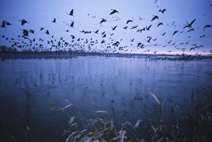 Cranes Prints: Sandhill crane migration