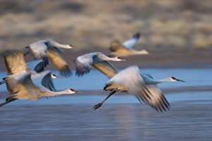 Sandhill cranes