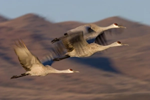 Images Dated 2004: January
