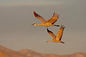 Two Sandhill Cranes (Grus canadensis) in flight in early morning light