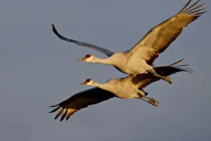 Two Sandhill Cranes (Grus canadensis) in flight in late afternoon light