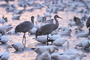 Cranes Prints: Sandhill cranes and snow geese