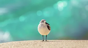Sandpiper Prints: Sandpiper (Scolopacidae), a common wading bird, Bermuda, Atlantic, North America