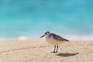 Sandpiper (Scolopacidae), a common wading bird, Bermuda, Atlantic, North America