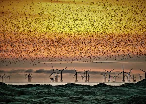 Spread Wings Prints: Sandscale Haws National Nature Reserve