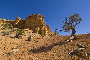 Red Canyon Prints: Sandstone cliffs of Claron formation, Pink Ledges Trail, Red Canyon, Utah