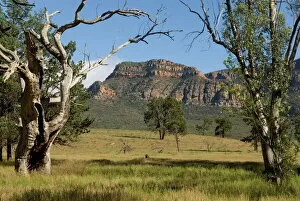 Sandstone Gallery: Sandstone escarpment above Wilpuna Valley, Flinders Ranges National Park, South Australia