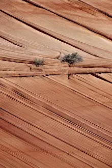 Sand Stone Prints: Sandstone layers, Vermillion Cliffs National Monument