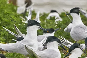 Breeding Season Prints: Sandwich Terns (Sterna sandivicensis)