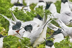 Young Birds Prints: Sandwich Terns (Sterna sandivicensis)