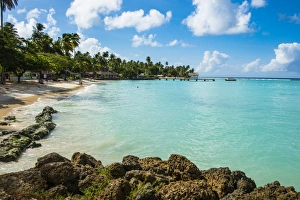 Tobago Prints: Sandy beach and palm trees of Pigeon Point