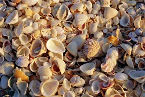 Images Dated 29th August 2008: Sanibel Island