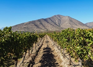 Santa Rita Vineyard, Alto Jahuel, Buin, Santiago Metropolitan Region, Chile, South