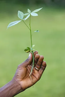 Images Dated 7th June 2009: Sapling, Danyi Dzogbega, Togo, West Africa, Africa