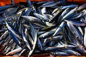 Sardines, Lagos