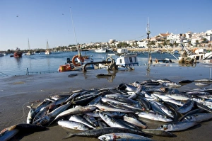 Fishes Prints: Sardines, Lagos