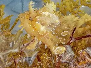 Oceanic Prints: Sargassumfish caught in a mask amidst the sargassum on Misool Island in Raja Ampat