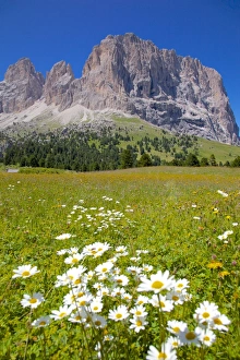 Trento Prints: Sassolungo Group and daisies, Sella Pass