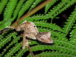 Lizard Prints: Satanic leaf-tailed gecko blends into green foliage in Madagascar's rainforest