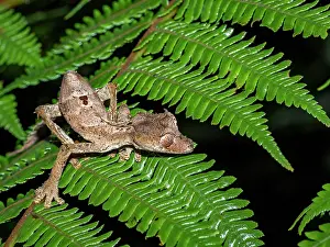 Fern Prints: Satanic leaf-tailed gecko finds cover among green leaves in Madagascar forest
