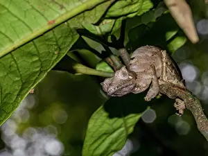 Lizard Prints: Satanic leaf-tailed gecko rests on a branch in Ranomafana National Park in Madagascar