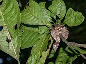 Reptile Prints: Satanic leaf-tailed gecko uses camouflage to blend in with tree leaves in Madagascar rainforest