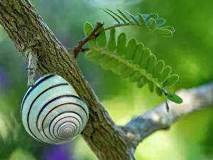 Loss Prints: Satsuma batanica snail clings to a tree branch in Indonesia on Komodo Island