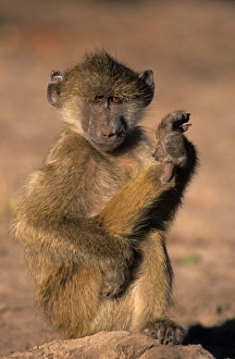 Baboon Prints: Savanna baboon, (Papio cynocephalus), Chobe National Park, Botswana